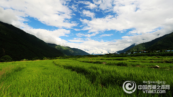 2014年時的下察隅鎮夏尼村的水稻田