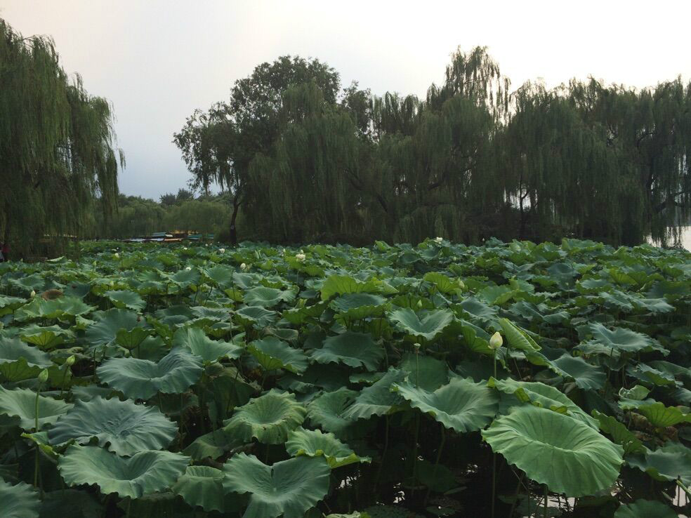 盛夏(民俗節氣)