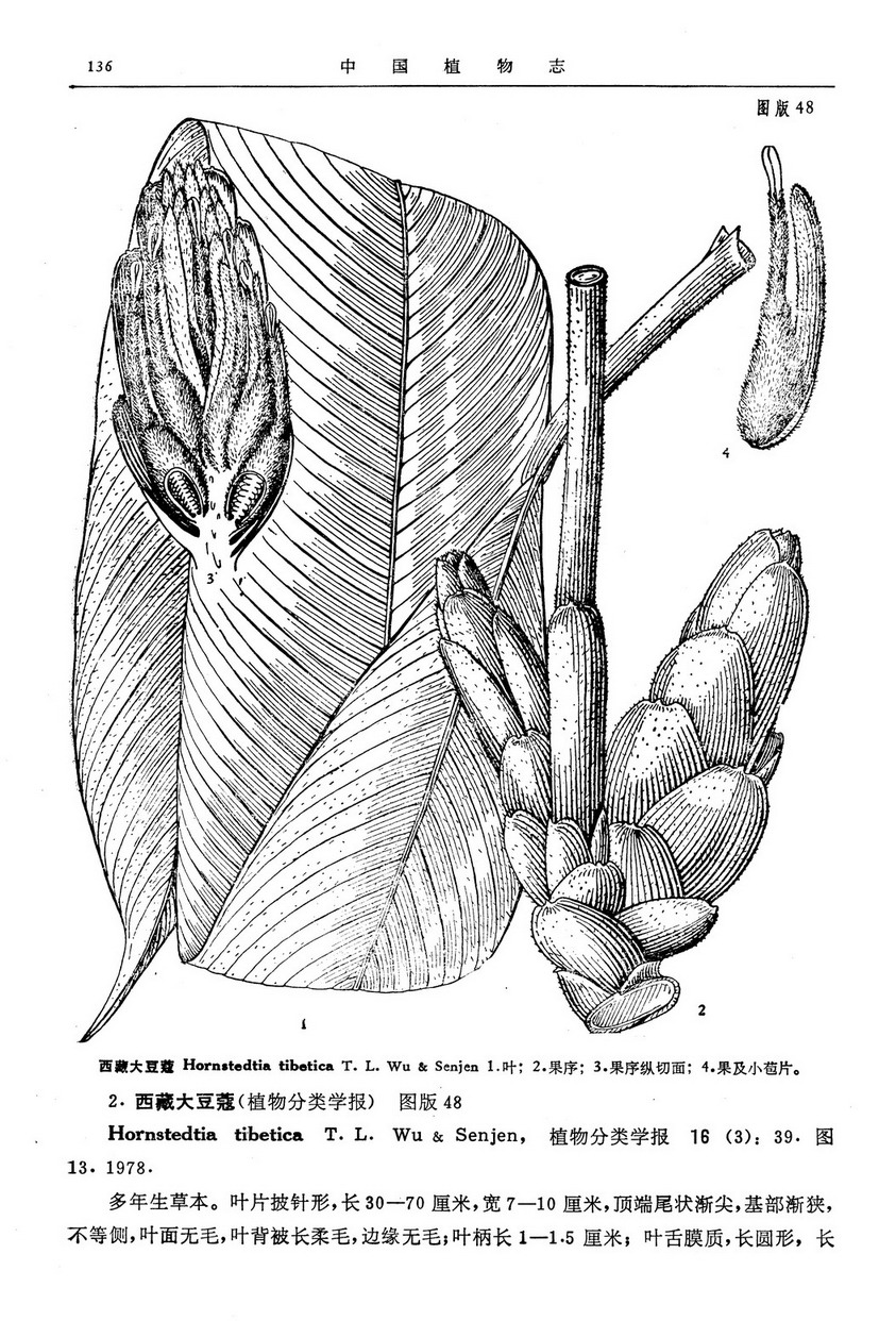 西藏大豆蔻