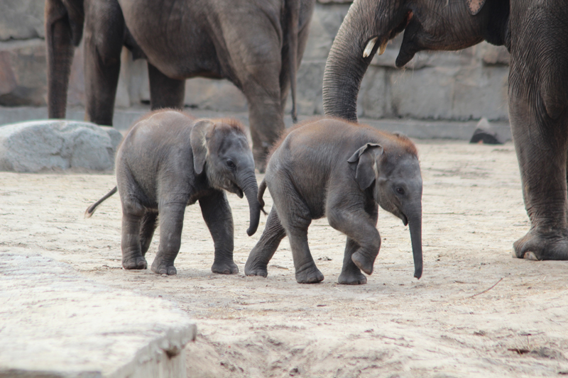 弗雷德里克斯費爾德動物園的動物