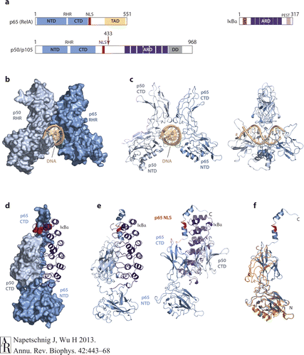 NF-κB