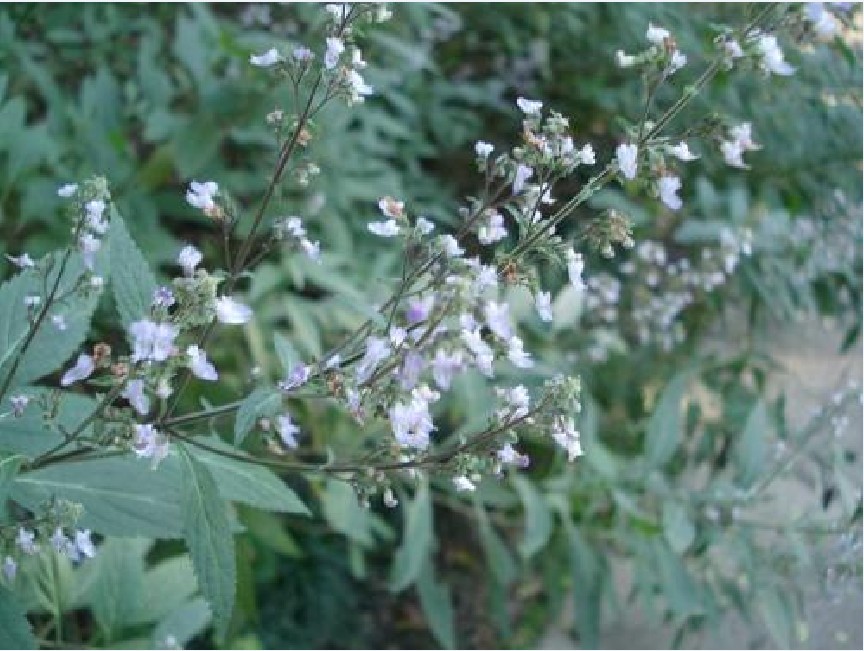 白葉香茶菜