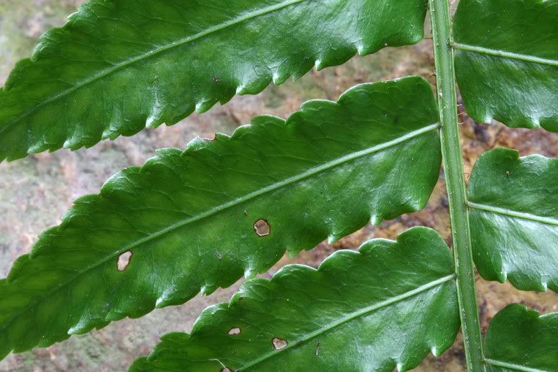 粗齒網藤蕨（存疑種）