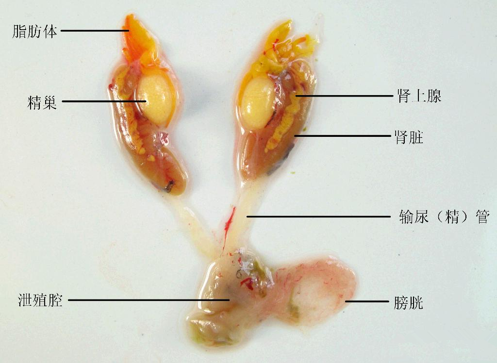 雄性生殖系統