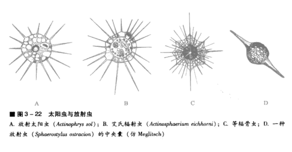 輻足亞綱