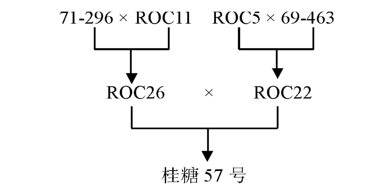 桂糖57號