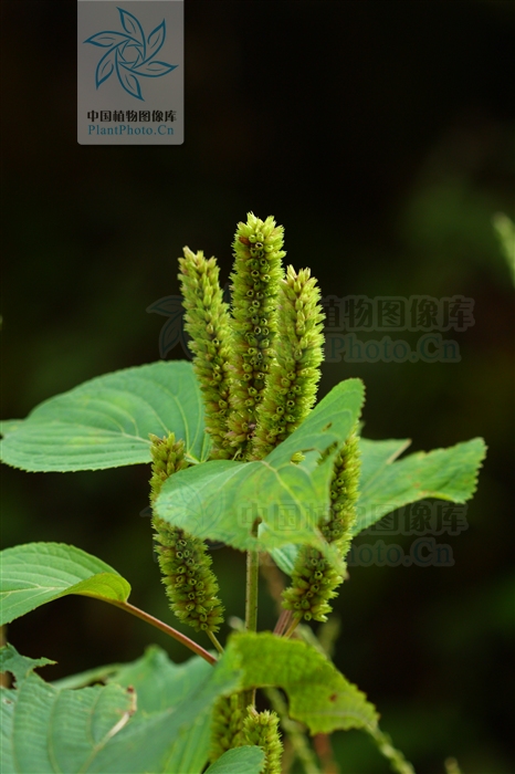 野蘇子(香薷屬植物)