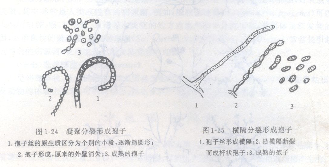 凝聚分裂