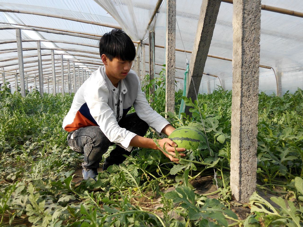 郭桑村的溫室大棚西瓜