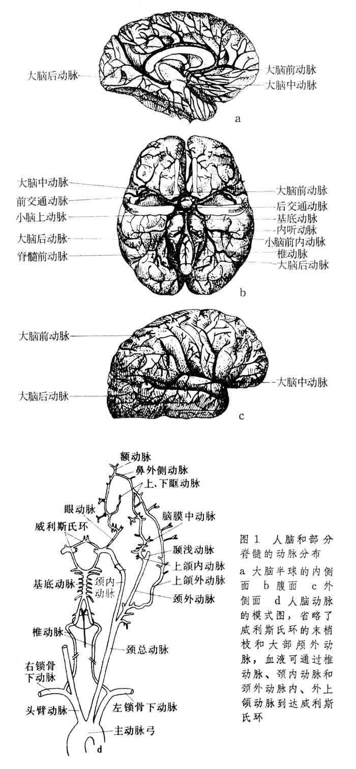 腦循環示意圖1