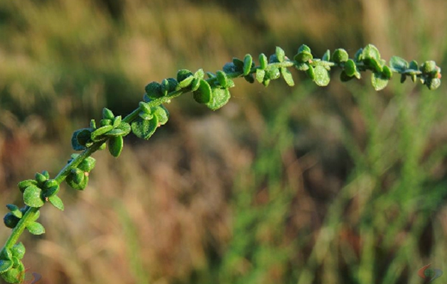 野榆錢菠菜