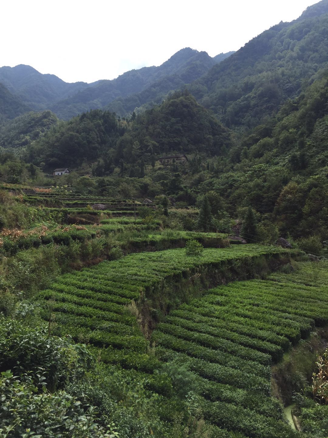 鳳凰溪村