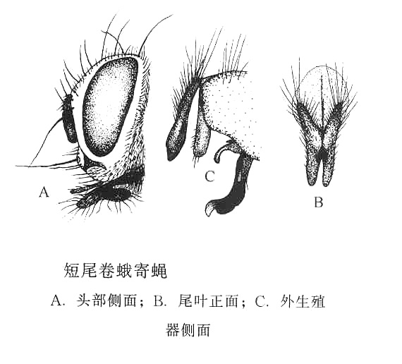 短尾卷蛾寄蠅