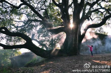 松木坪鎮茶園寺村