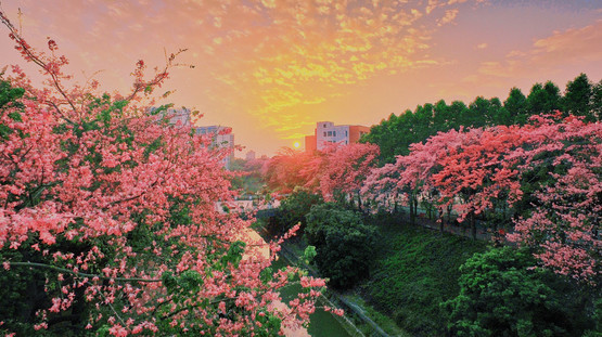 廣州軟體學院