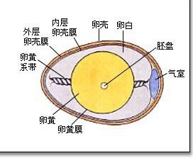 雞蛋(雞卵)