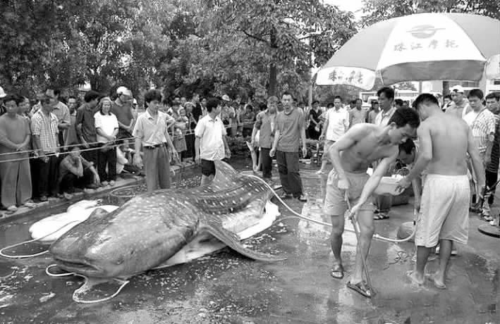 魚形怪物