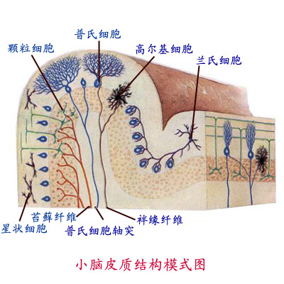 中樞神經系統