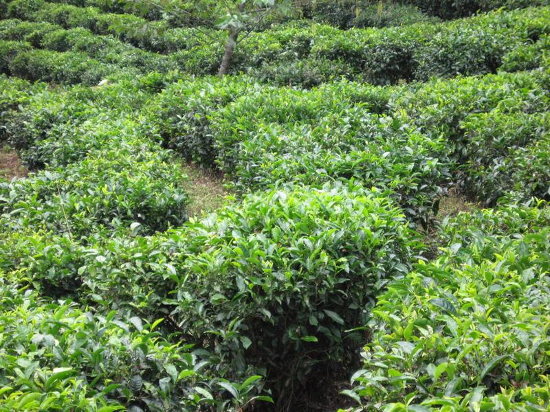 茶葉種植業