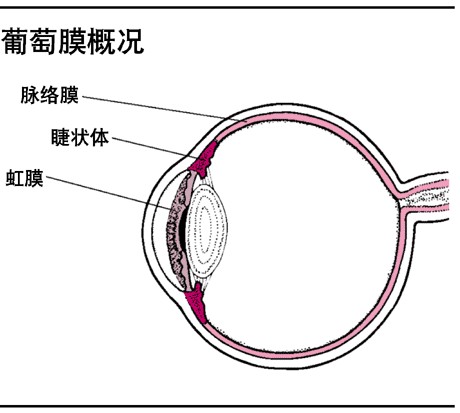 葡萄膜圖解