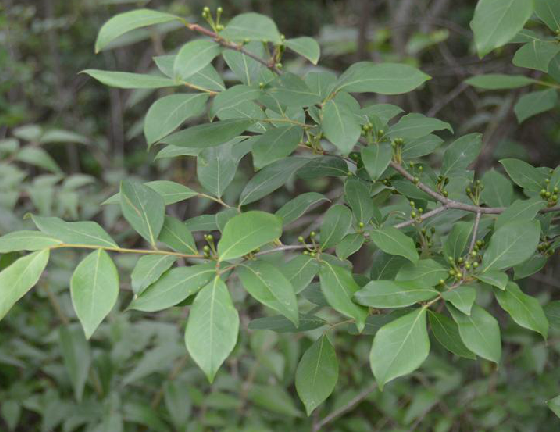 四川澄茄子(四川澄茄子)