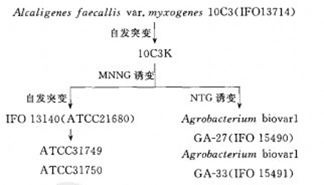 生產凝結多糖的菌株的典型世系