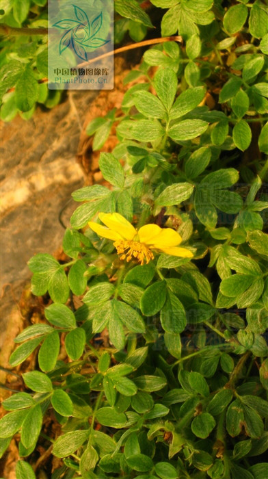 伏毛金露梅（變種）