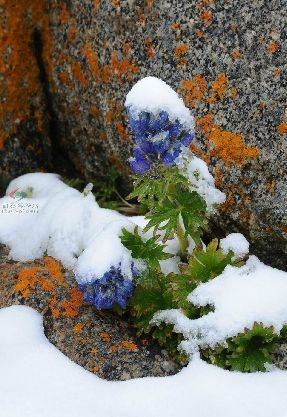 普蘭翠雀花