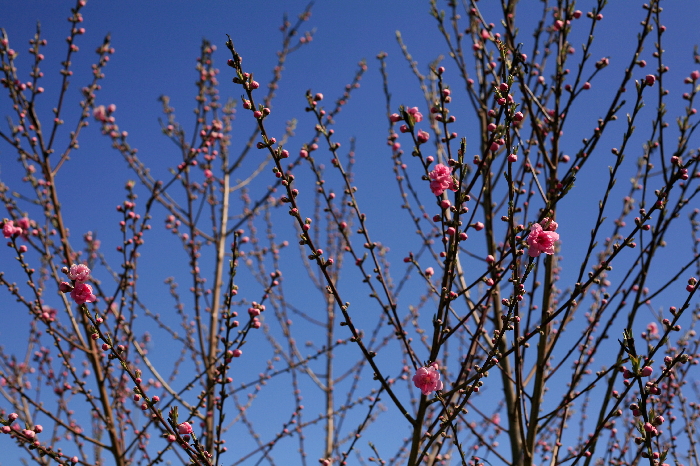 花桃