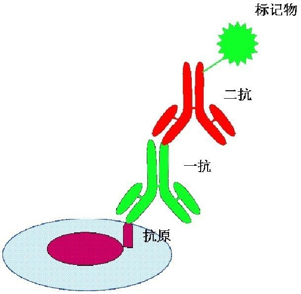 酶標抗體法