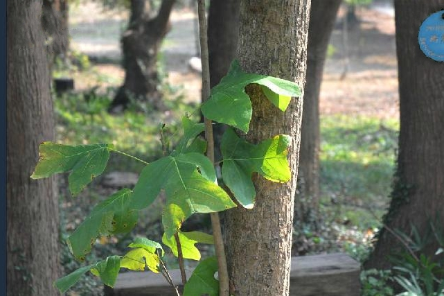 北美鵝掌楸（優4號）