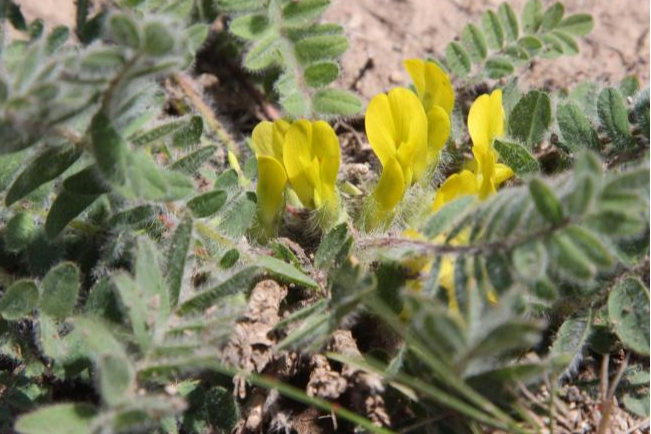 Astragalus abruptus