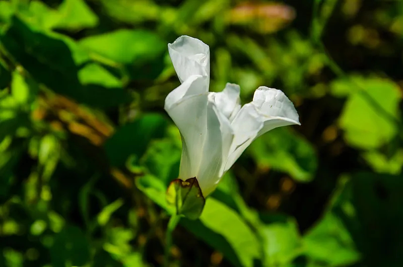 田旋花(扶田秧)