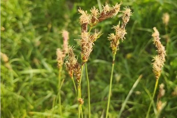 黑花薹草(黑花苔草)