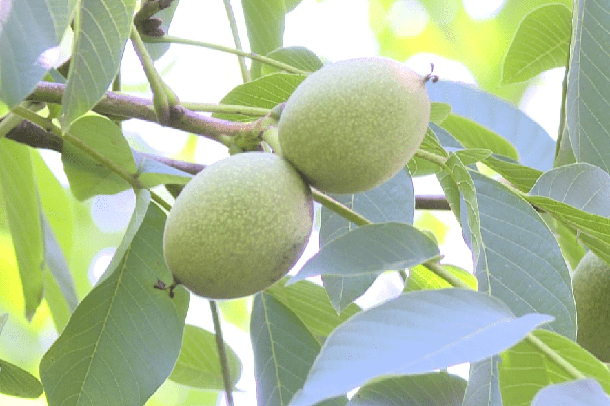 彭陽縣草廟鄉包山村王世峰核桃