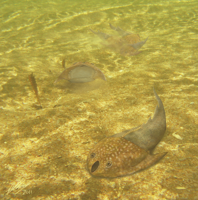 浙江曙魚