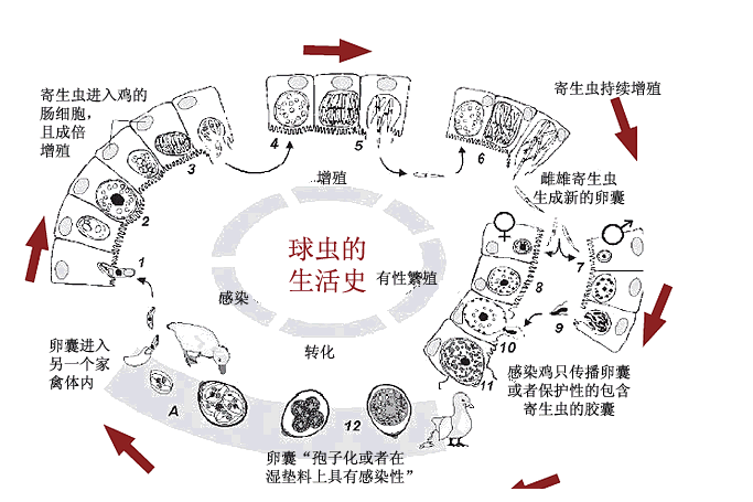 有效防治雞球蟲病