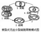 鈉酪蛋白