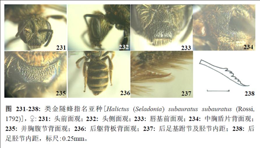 類金隧蜂指名亞種