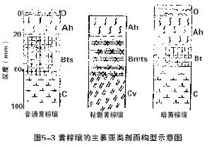 黃棕壤示意圖