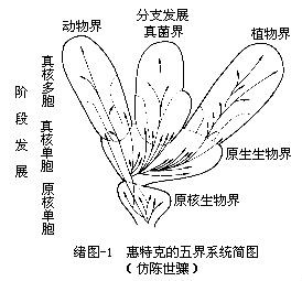 分類階元