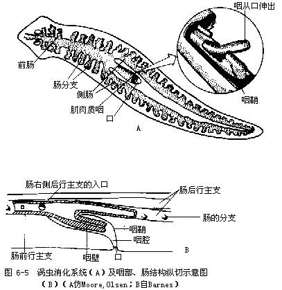 具有纖毛並有典型的皮膚肌肉囊