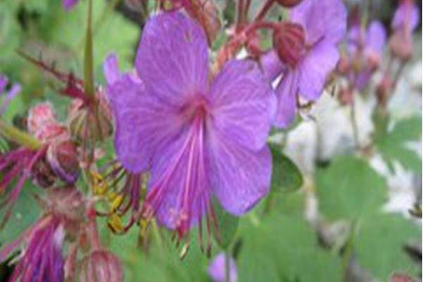 Geranium macrorrhizum