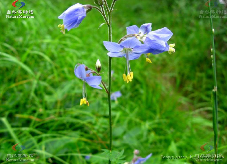 絲花花荵