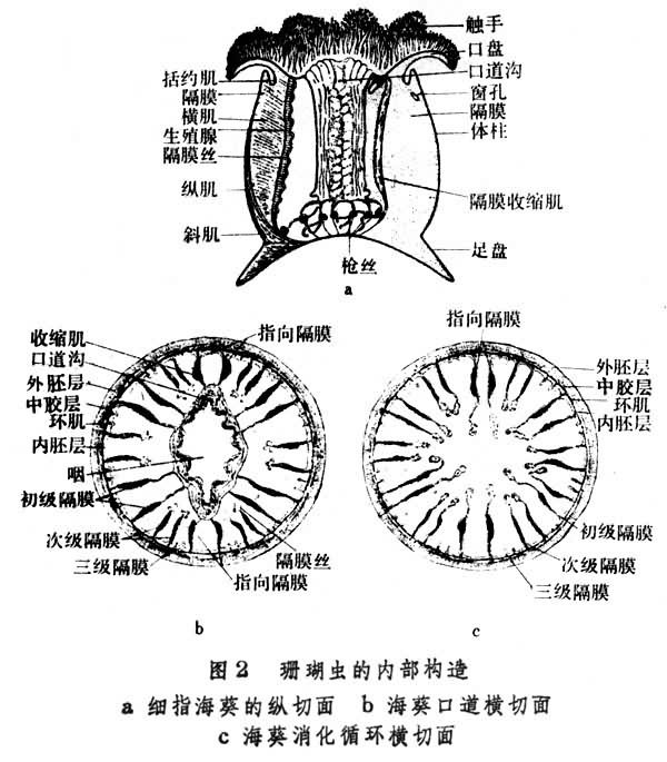 水螅身體內部結構