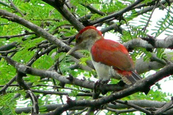 朱背啄木鳥