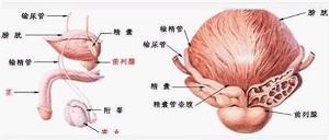 微神經分離術