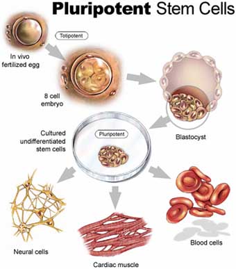 成體幹細胞在體內發育為不同組織