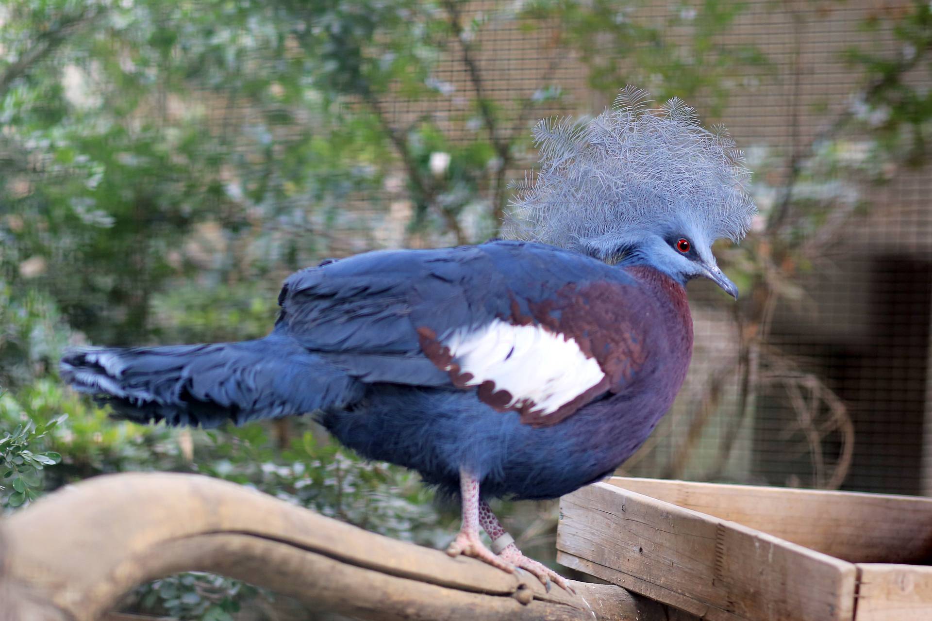 紫胸鳳冠鳩