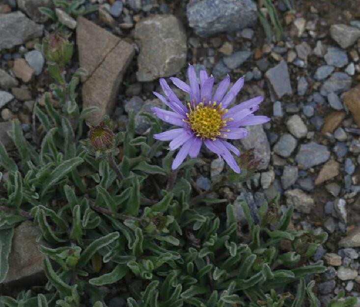 青藏狗娃花